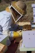 пчеловод